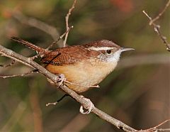 Carolina Wren