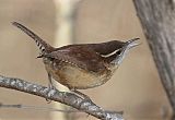 Carolina Wren