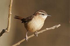 Carolina Wren