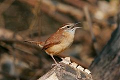 Carolina Wren