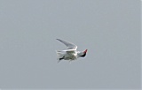 Caspian Tern