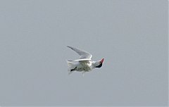 Caspian Tern