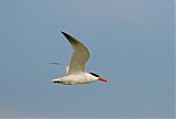 Caspian Tern