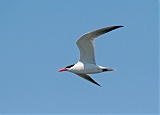 Caspian Tern