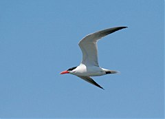 Caspian Tern