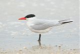 Caspian Tern