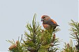 Cassia Crossbill