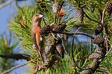 Cassia Crossbill