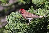 Cassin's Finch