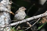 Cassin's Finch