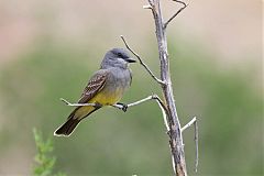 Cassin's Kingbird