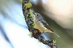 Cassin's Vireo