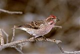 Cassin's Finch