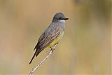 Cassin's Kingbirdborder=