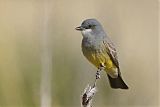 Cassin's Kingbird