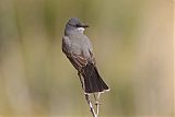 Cassin's Kingbirdborder=