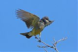 Cassin's Kingbird