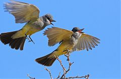 Cassin's Kingbird