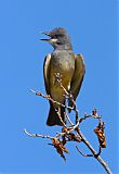 Cassin's Kingbirdborder=