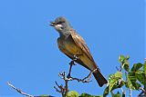 Cassin's Kingbirdborder=