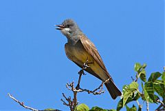 Cassin's Kingbird