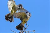 Cassin's Kingbird