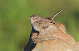 Cassin's Sparrowborder=