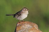 Cassin's Sparrow