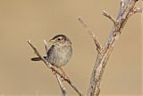 Cassin's Sparrowborder=