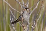 Cassin's Sparrow