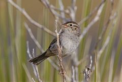 Cassin's Sparrow
