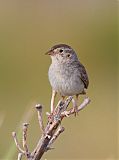 Cassin's Sparrow