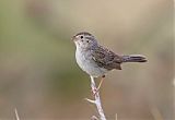 Cassin's Sparrowborder=