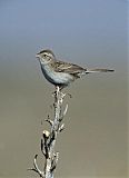 Cassin's Sparrowborder=