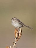 Cassin's Sparrow