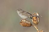 Cassin's Sparrow