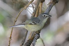 Cassin's Vireo