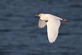 Western Cattle-Egretborder=