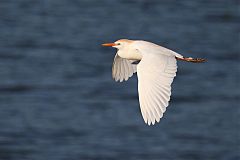 Western Cattle-Egret