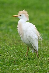 Cattle Egret