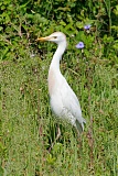 Western Cattle-Egretborder=