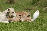Western Cattle-Egretborder=