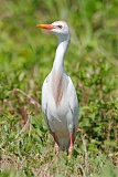 Cattle Egretborder=