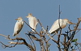 Western Cattle-Egretborder=
