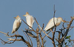 Western Cattle-Egret
