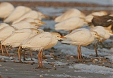 Cattle Egret