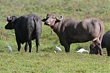 Western Cattle-Egretborder=