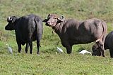 Cattle Egretborder=