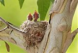 Western Wood-Pewee