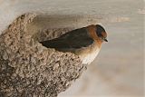 Cave Swallow